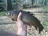 Click image for larger version

Name:	brooktrout.jpg
Views:	320
Size:	18.6 KB
ID:	54426