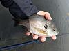 Click image for larger version

Name:	Bluegill 4.9.1.jpg
Views:	253
Size:	73.2 KB
ID:	132141