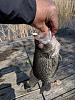 Click image for larger version

Name:	Crappie 4.9.2.jpg
Views:	239
Size:	77.1 KB
ID:	132142