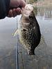 Click image for larger version

Name:	Crappie 4.9.4.jpg
Views:	270
Size:	52.1 KB
ID:	132146