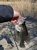 Click image for larger version

Name:	Crappie 4.9.1.jpg
Views:	266
Size:	82.5 KB
ID:	132147