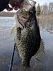 Click image for larger version

Name:	Crappie 4.9.5.jpg
Views:	256
Size:	63.4 KB
ID:	132148