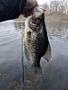Click image for larger version

Name:	Crappie 4.9.7.jpg
Views:	266
Size:	57.7 KB
ID:	132150