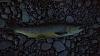 Click image for larger version

Name:	Brown Trout1.jpg
Views:	571
Size:	42.2 KB
ID:	106112