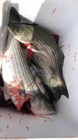 Name:  DE6BDF04-122D-498F-98C1-96F8A6167A43.jpg
Views: 591
Size:  8.6 KB