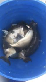 Name:  5A2C568B-1F18-479C-B4F5-197AF437B724.jpg
Views: 911
Size:  6.0 KB