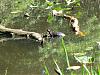 Click image for larger version

Name:	turtle.jpg
Views:	1625
Size:	141.3 KB
ID:	40777