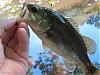 Click image for larger version

Name:	small bass.jpg
Views:	1235
Size:	107.1 KB
ID:	40778