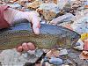 Click image for larger version

Name:	25 bow 1.jpg
Views:	281
Size:	129.1 KB
ID:	43337