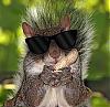 Click image for larger version

Name:	Blind-Squirrel-Finds-a-Nut-small.jpg
Views:	192
Size:	73.8 KB
ID:	44163