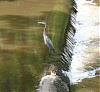Click image for larger version

Name:	heron2.jpg
Views:	489
Size:	63.7 KB
ID:	47930
