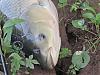 Click image for larger version

Name:	carp2.jpg
Views:	739
Size:	127.8 KB
ID:	48745