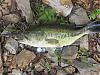 Click image for larger version

Name:	riv big bass.jpg
Views:	235
Size:	159.2 KB
ID:	54263