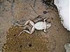 Click image for larger version

Name:	deadfrog.jpg
Views:	539
Size:	153.3 KB
ID:	56451