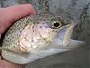 Click image for larger version

Name:	egg trout1.jpg
Views:	500
Size:	98.7 KB
ID:	56453