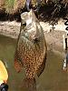 Click image for larger version

Name:	PR Crappie.jpg
Views:	341
Size:	89.5 KB
ID:	63955
