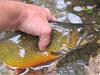 Click image for larger version

Name:	musky brook2.jpg
Views:	432
Size:	86.9 KB
ID:	64769