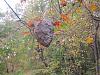 Click image for larger version

Name:	bee nest.jpg
Views:	451
Size:	182.8 KB
ID:	64771