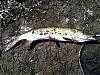 Click image for larger version

Name:	Pike 3.jpg
Views:	522
Size:	93.4 KB
ID:	65637