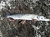 Click image for larger version

Name:	Pike 4.jpg
Views:	477
Size:	104.9 KB
ID:	65638