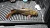 Click image for larger version

Name:	flathead.jpg
Views:	497
Size:	122.7 KB
ID:	76034