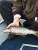 Click image for larger version

Name:	merill trout.jpg
Views:	655
Size:	124.3 KB
ID:	54648