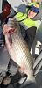 Click image for larger version

Name:	JUMBO STRIPED BASS 8.jpg
Views:	315
Size:	48.7 KB
ID:	141582