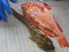 Click image for larger version

Name:	ocean pout and acadian redfish.JPG
Views:	199
Size:	114.2 KB
ID:	93590